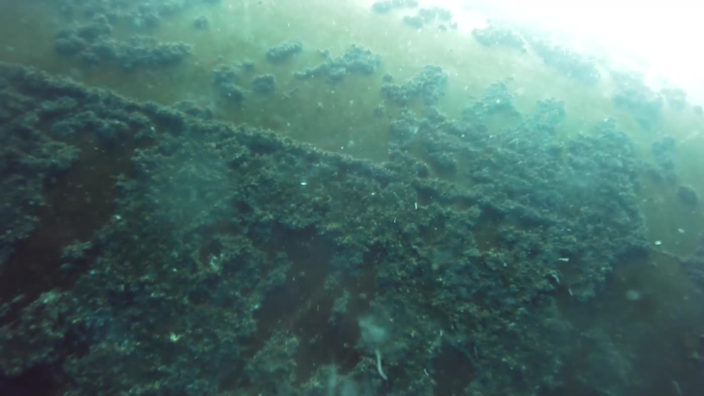 Bow bulb with dense biofouling recorded by ROV before cleaning